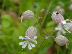 Silene vulgarisBlaassilene bestellen